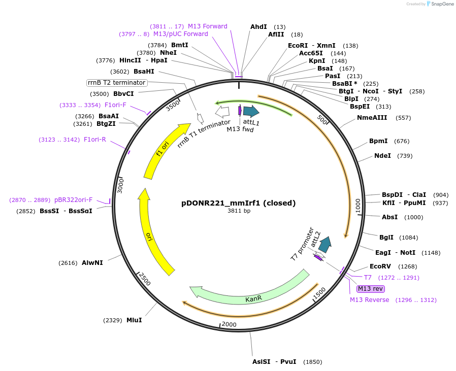 160097-plasmid-map-sequence-id-314284