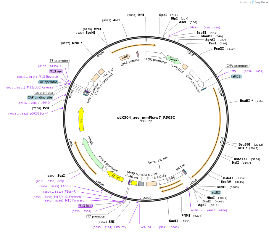 160104-plasmid-map-sequence-id-314305