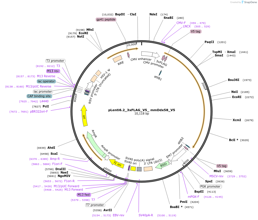 160108-plasmid-map-sequence-id-314335