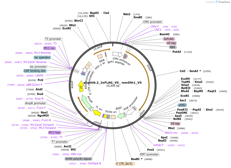 160110-plasmid-map-sequence-id-314338