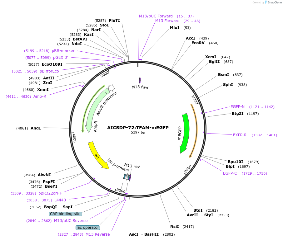 159745-plasmid-map-sequence-id-314375