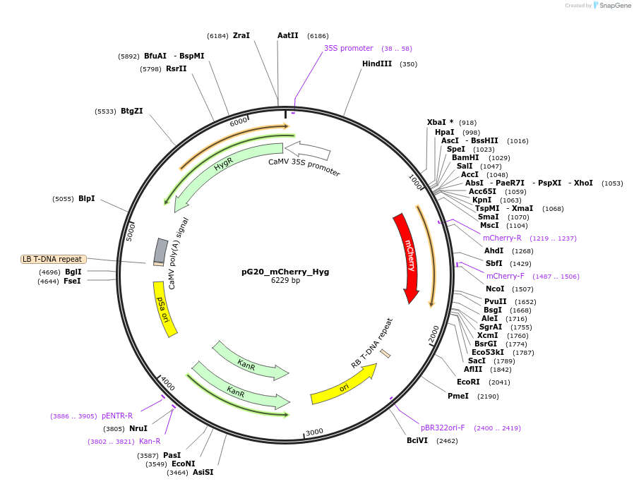 159701-plasmid-map-sequence-id-314388