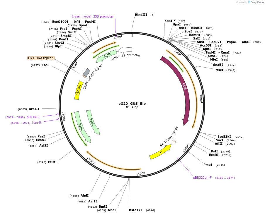 159706-plasmid-map-sequence-id-314392