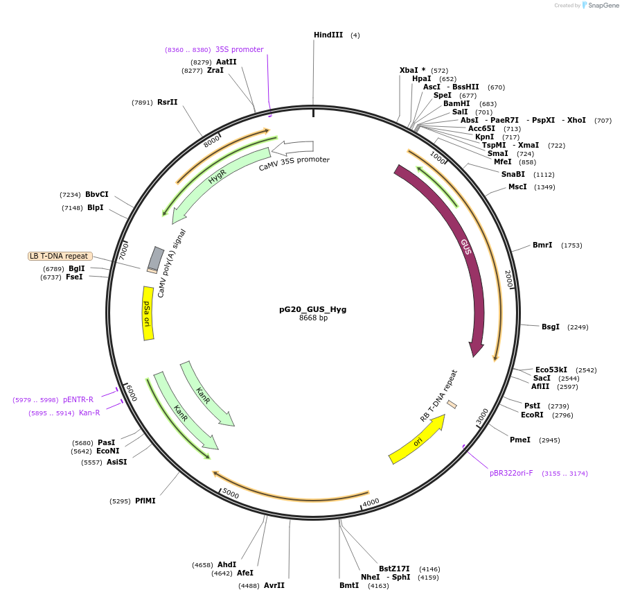 159705-plasmid-map-sequence-id-314406