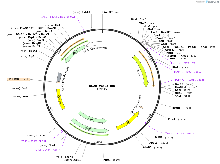 159704-plasmid-map-sequence-id-314407