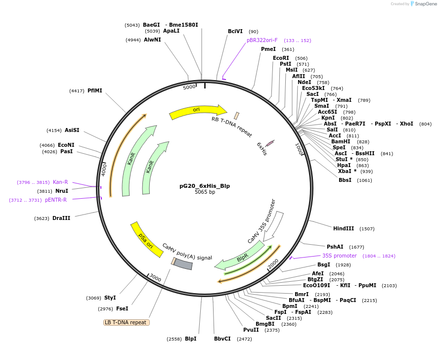159712-plasmid-map-sequence-id-314408