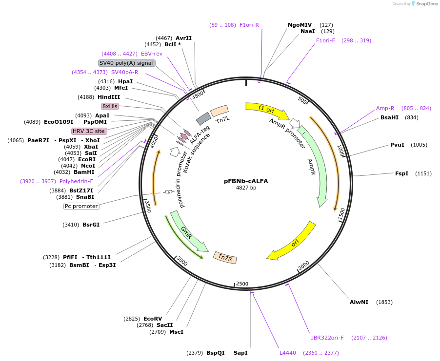 159990-plasmid-map-sequence-id-314414