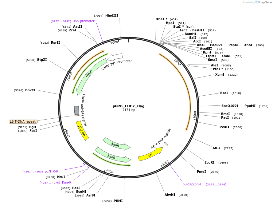 159707-plasmid-map-sequence-id-314415