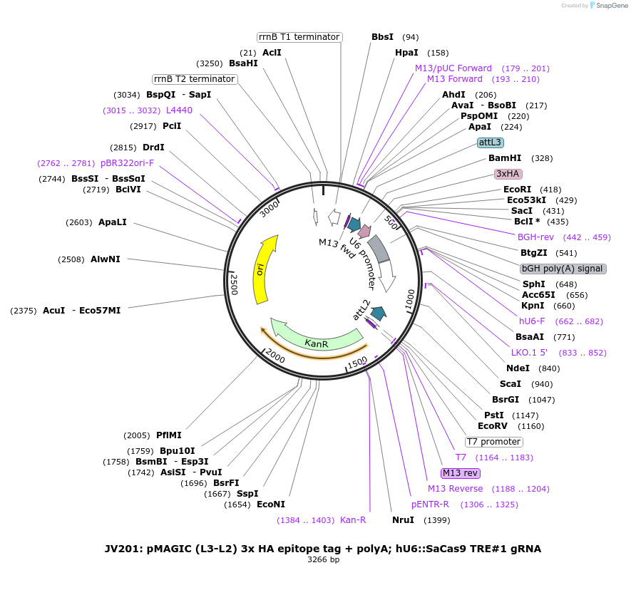 131755-plasmid-map-sequence-id-314448