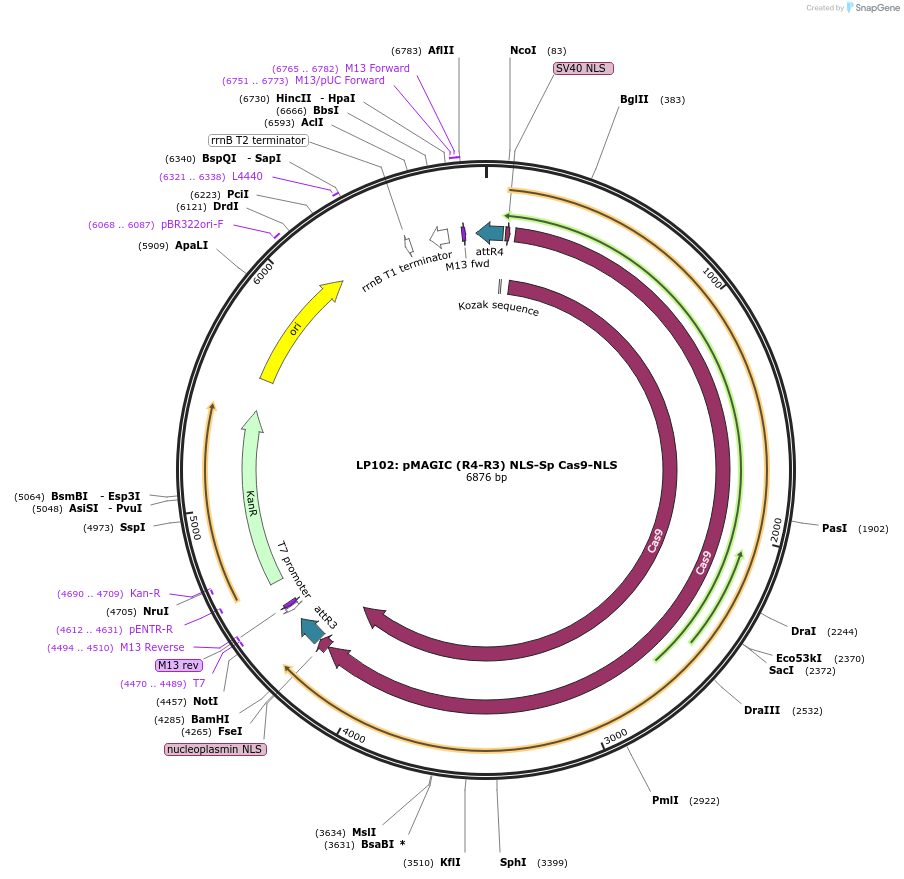 132927-plasmid-map-sequence-id-314451