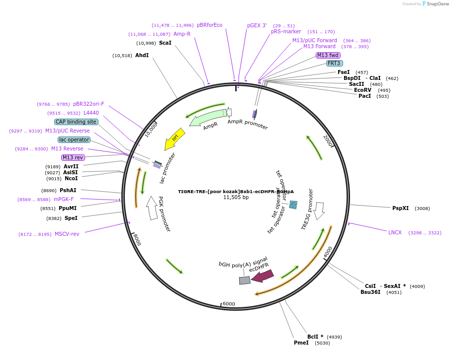 158390-plasmid-map-sequence-id-314493