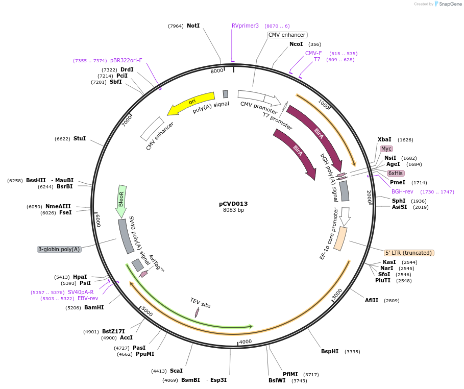159757-plasmid-map-sequence-id-314499