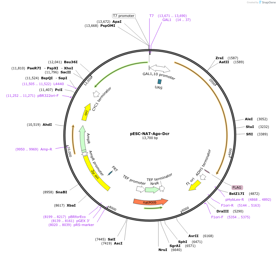 160381-plasmid-map-sequence-id-314500