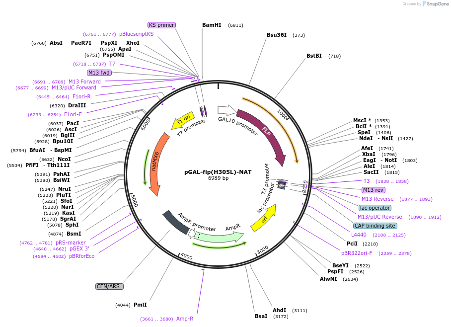 160380-plasmid-map-sequence-id-314503