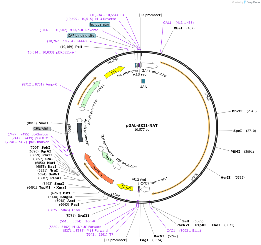 160382-plasmid-map-sequence-id-314520