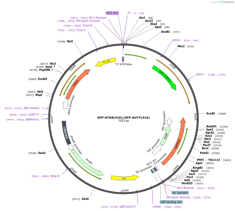 160389-plasmid-map-sequence-id-314524