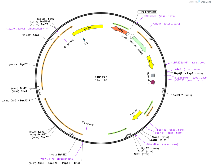 160390-plasmid-map-sequence-id-314529