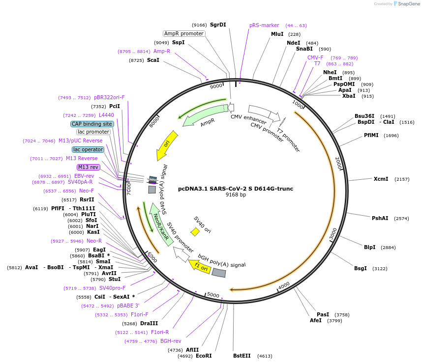158077-plasmid-map-sequence-id-314530