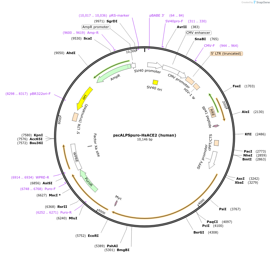 158081-plasmid-map-sequence-id-314531