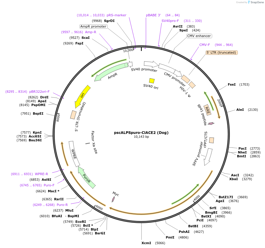 158083-plasmid-map-sequence-id-314536