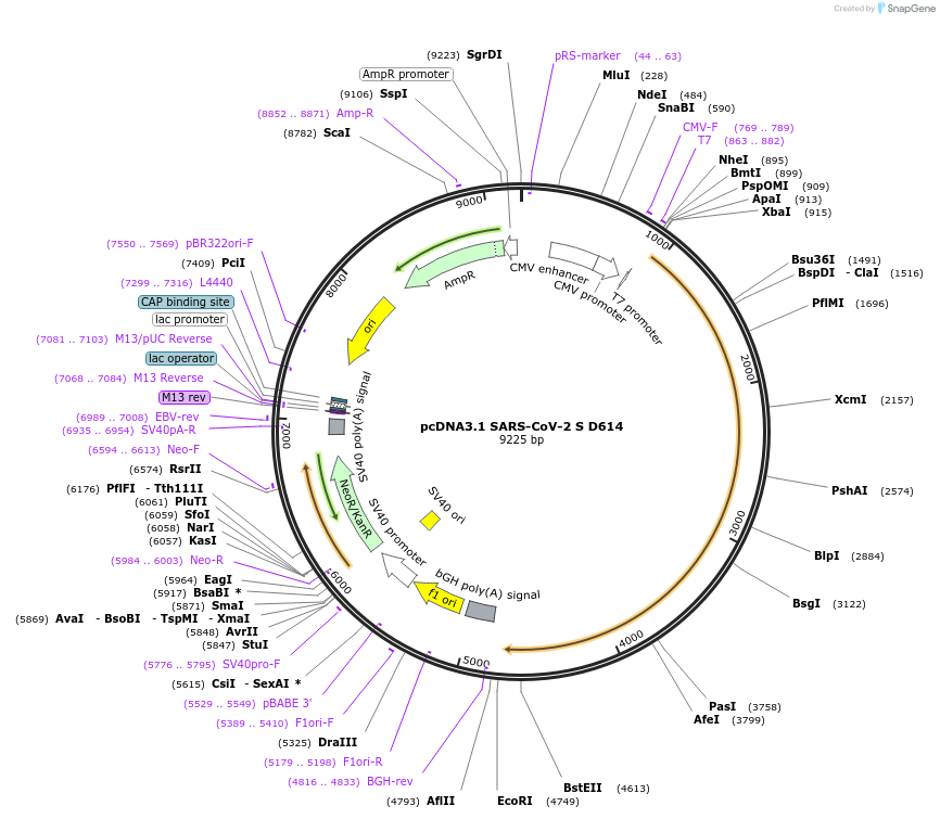 158074-plasmid-map-sequence-id-314561