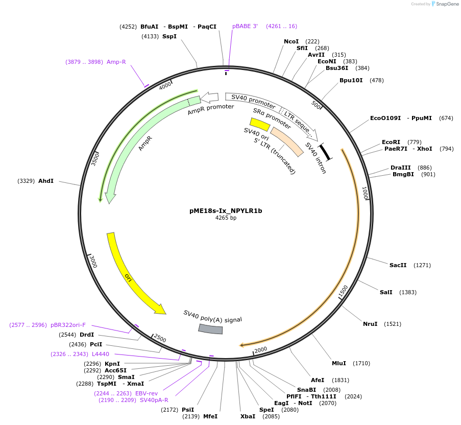 138748-plasmid-map-sequence-id-314562