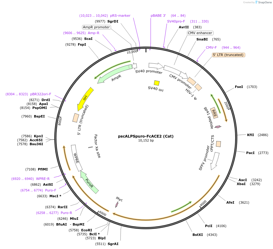 158082-plasmid-map-sequence-id-314568