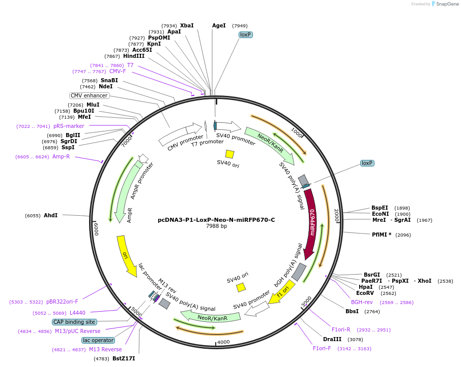 159434-plasmid-map-sequence-id-314572