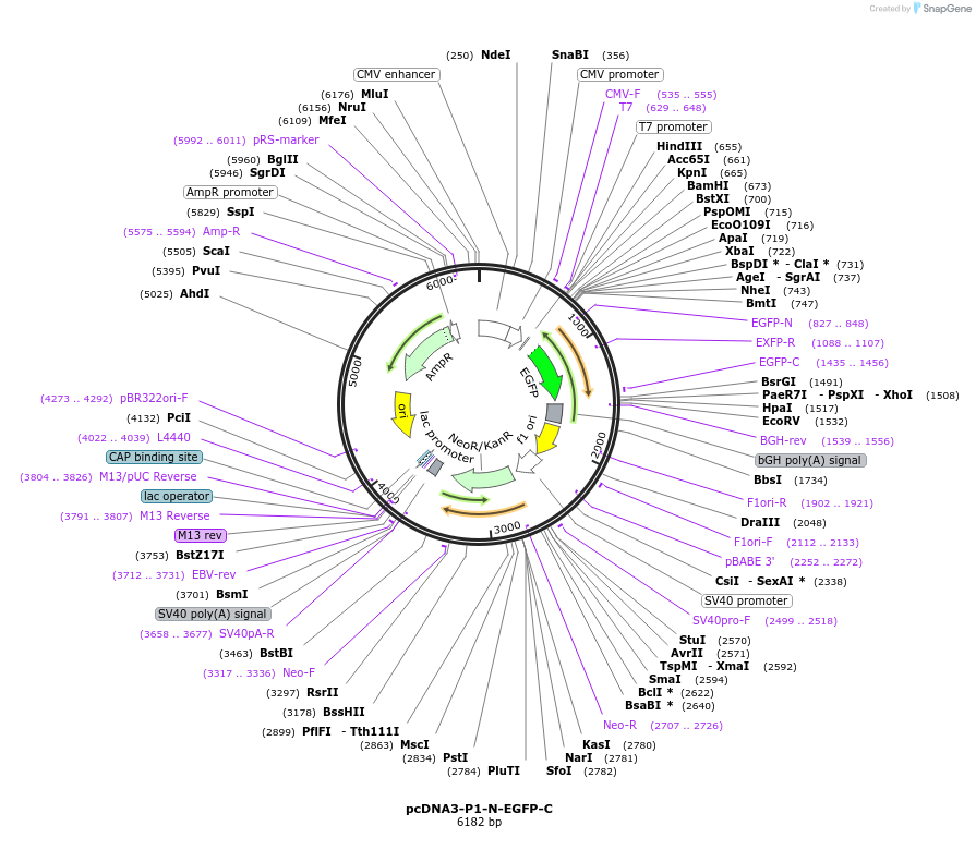 159436-plasmid-map-sequence-id-314574