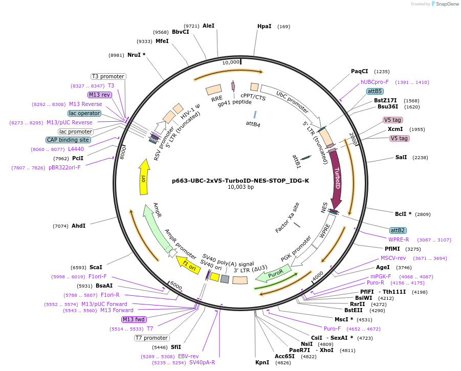 158162-plasmid-map-sequence-id-314581