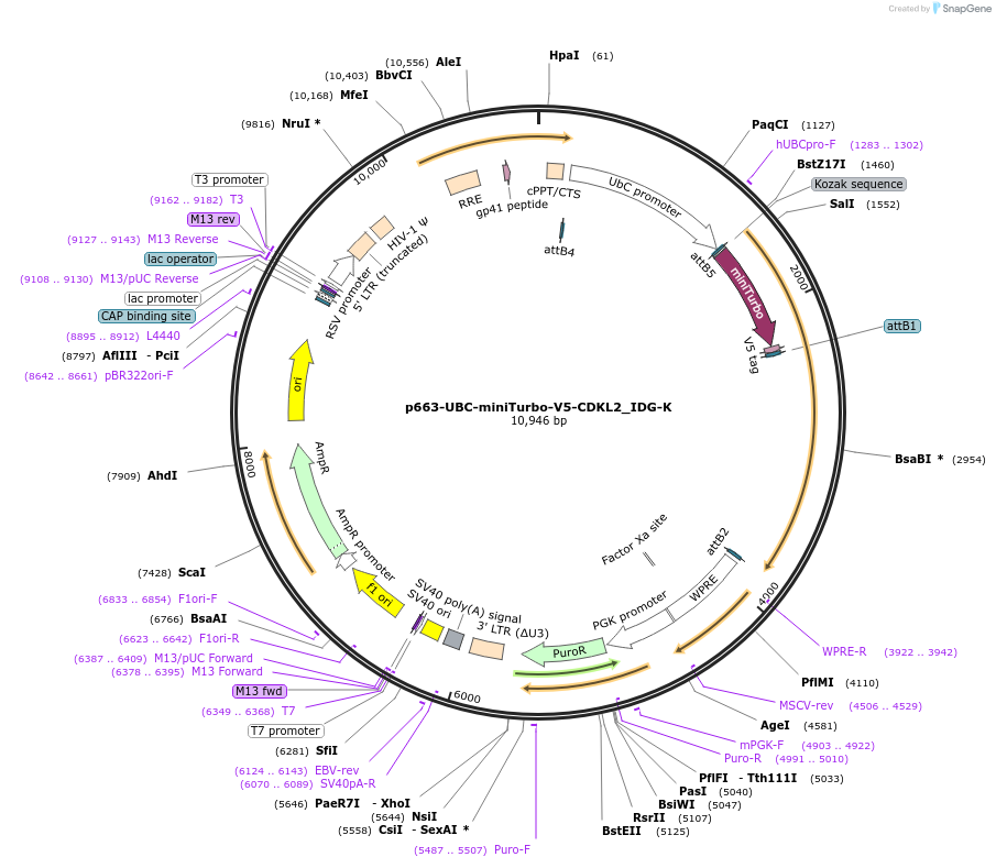 158181-plasmid-map-sequence-id-314610