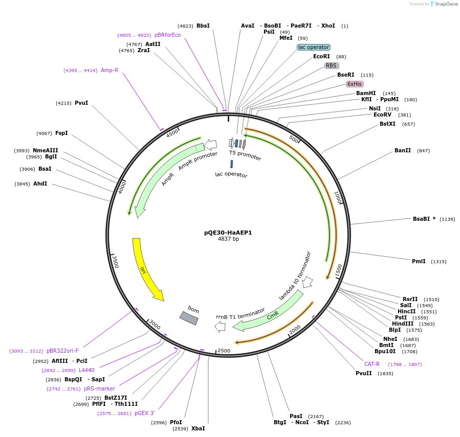 159530-plasmid-map-sequence-id-314615