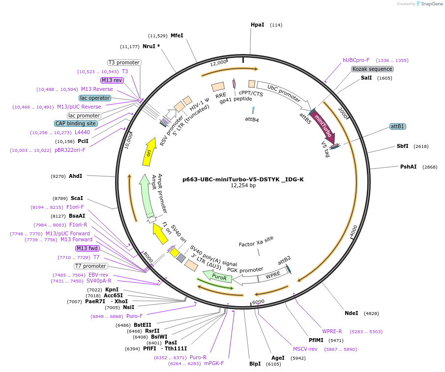 158182-plasmid-map-sequence-id-314617