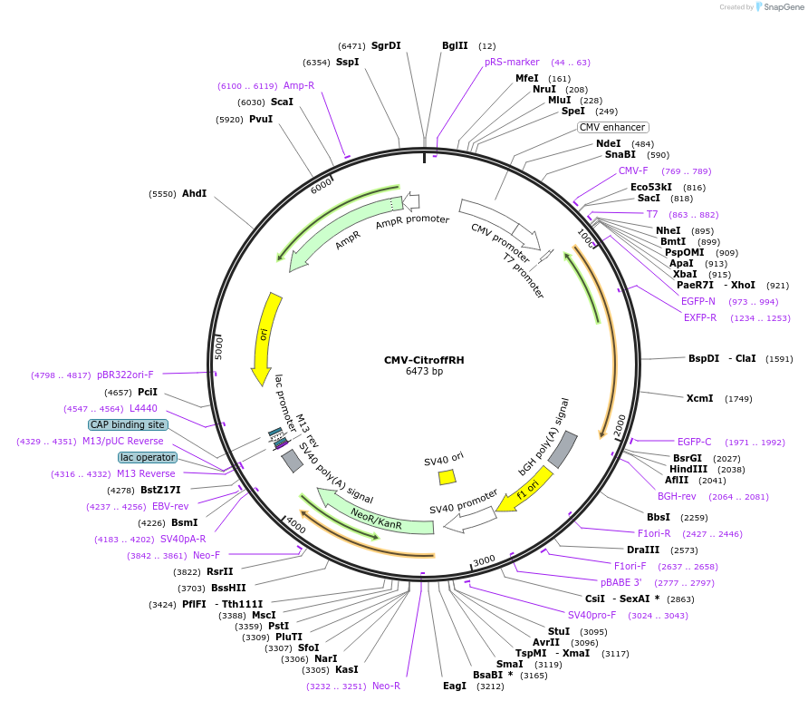 158546-plasmid-map-sequence-id-314660
