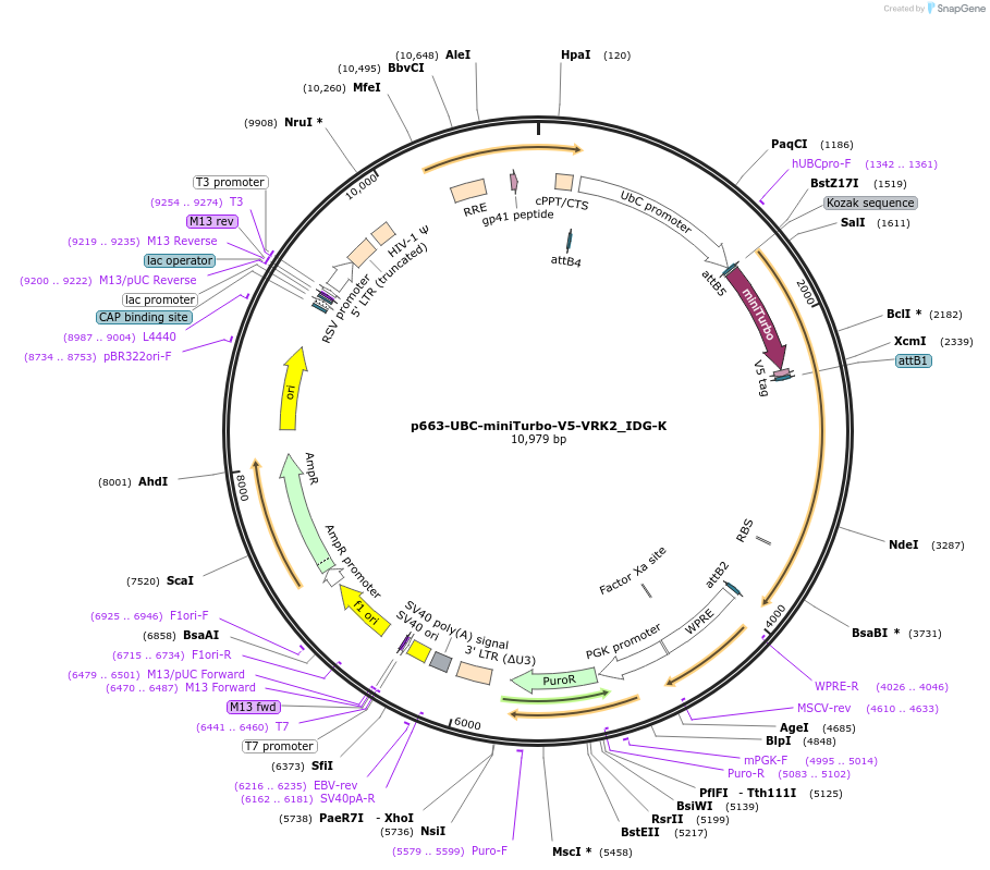 158196-plasmid-map-sequence-id-314666