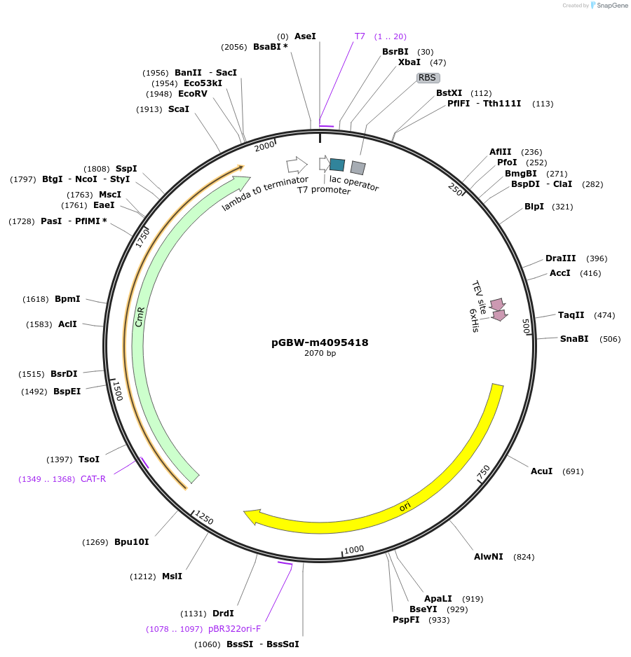 149525-plasmid-map-sequence-id-314727