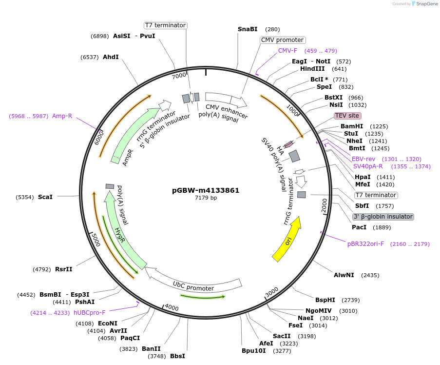152698-plasmid-map-sequence-id-314730