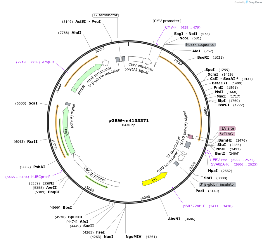 152780-plasmid-map-sequence-id-314731