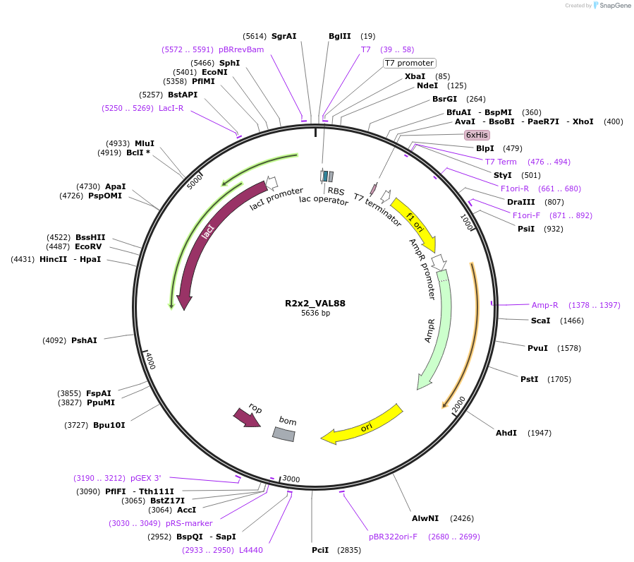 160761-plasmid-map-sequence-id-314733
