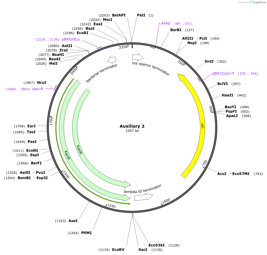 153350-plasmid-map-sequence-id-314736