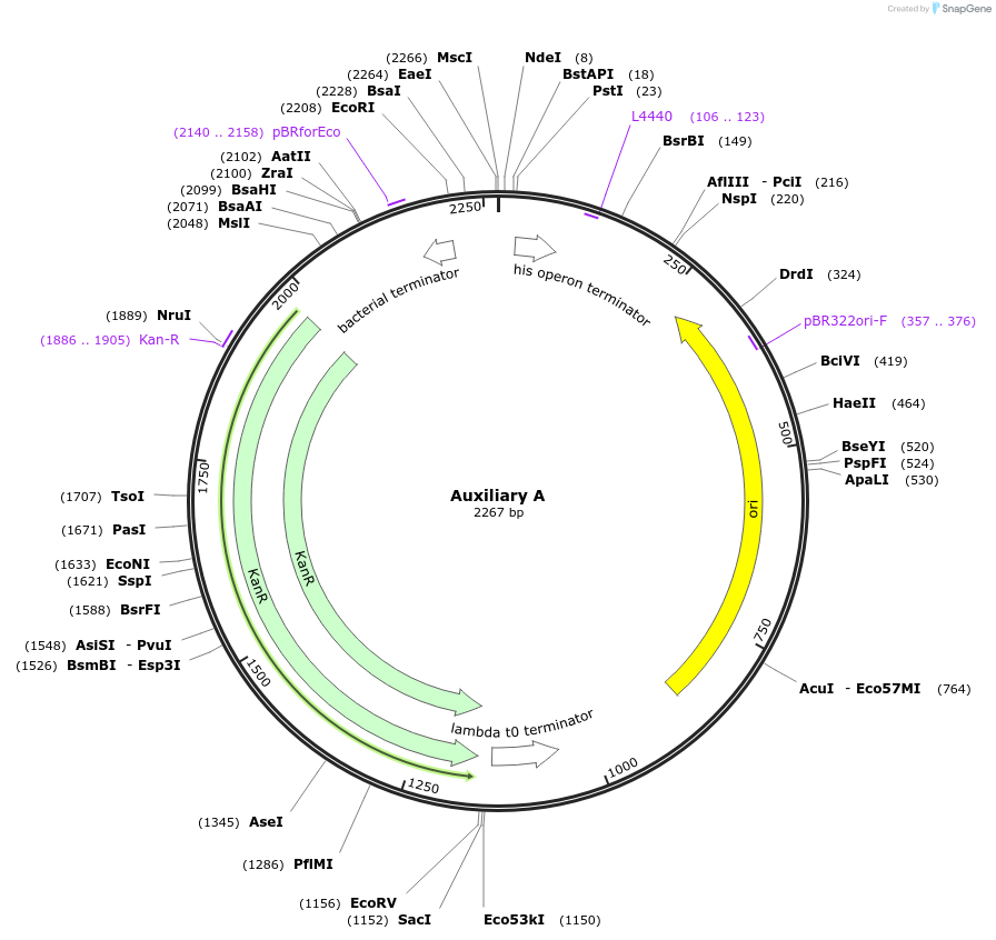 153352-plasmid-map-sequence-id-314738