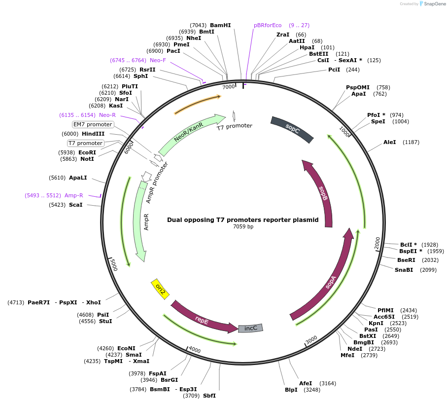 156457-plasmid-map-sequence-id-314741