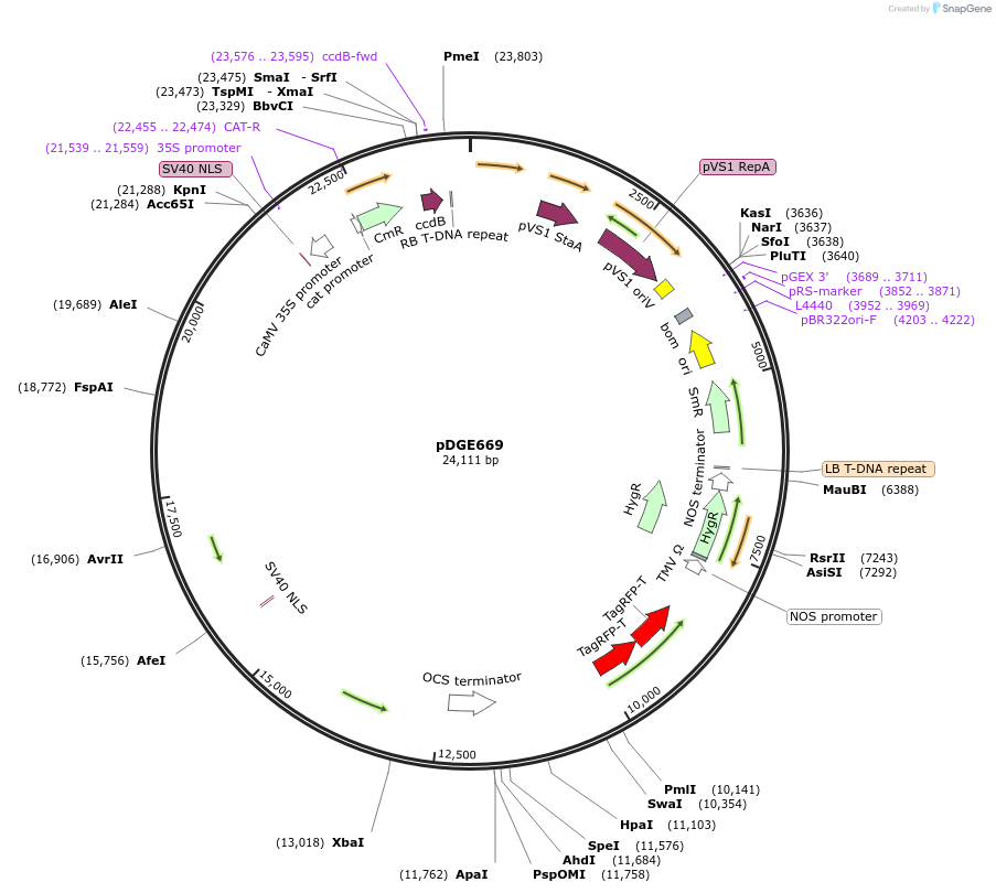 153235-plasmid-map-sequence-id-314742
