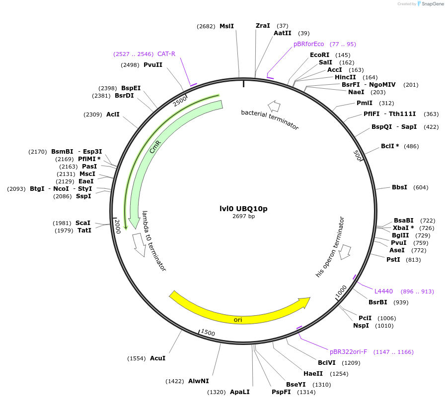 153363-plasmid-map-sequence-id-314748