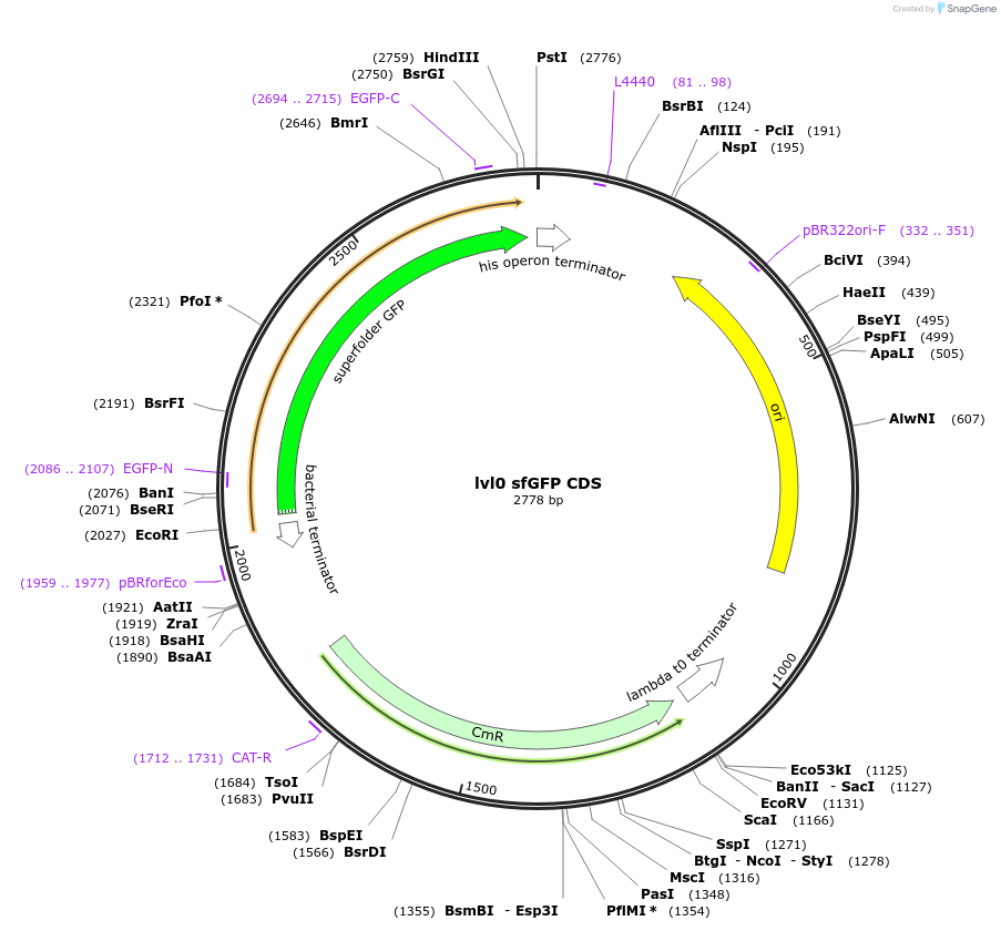 153398-plasmid-map-sequence-id-314750