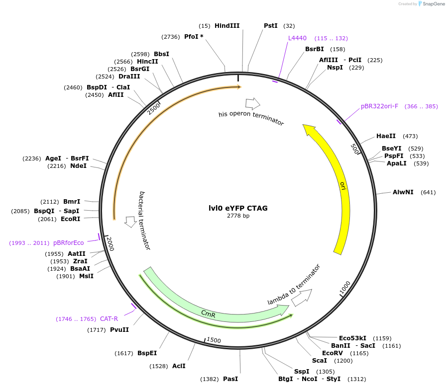 153396-plasmid-map-sequence-id-314752