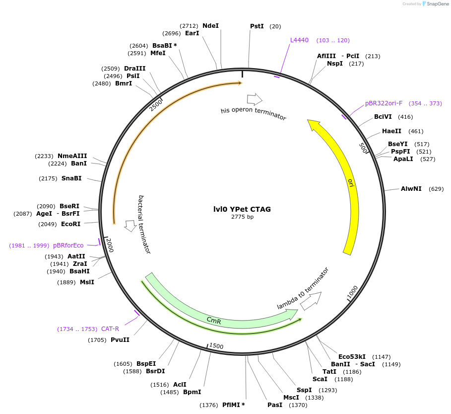 153402-plasmid-map-sequence-id-314754