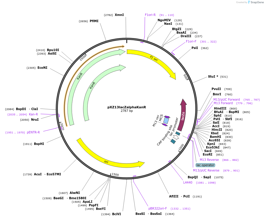 160230-plasmid-map-sequence-id-314765
