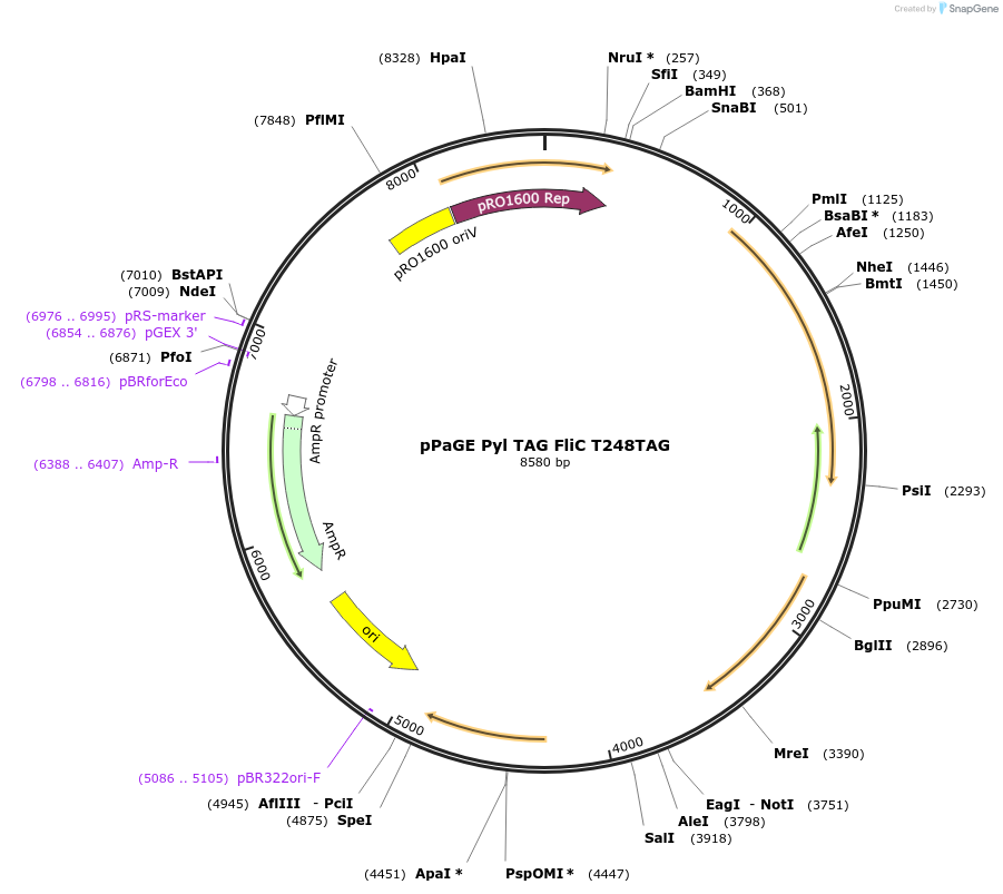160089-plasmid-map-sequence-id-314779