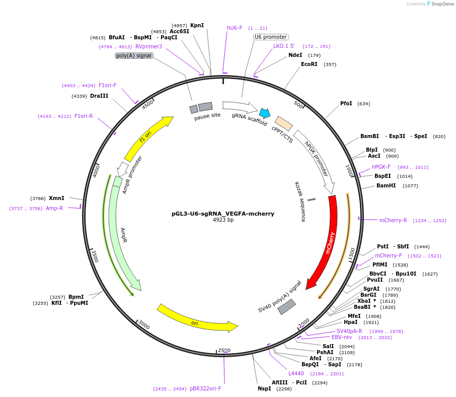 159790-plasmid-map-sequence-id-314783